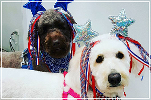 dog grooming photo one