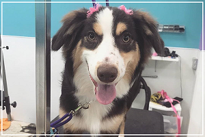 dog grooming photo two