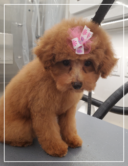 dog grooming photo one